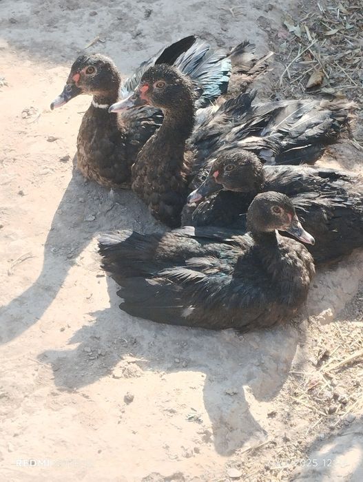 Индоутка жўжалари сотилади.