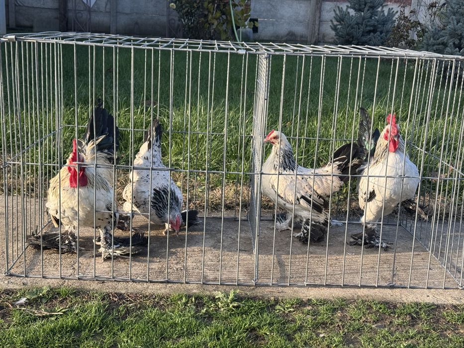 Pasari rasa pitica mii de flori tineret 2025 si pasari mature