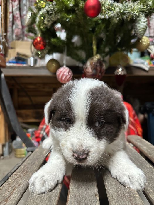 бебе каракачанка