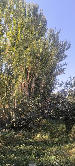 Afrosiyob mahallasi Furqat koʻchasi