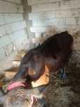Doi tăurași Red și Black angus