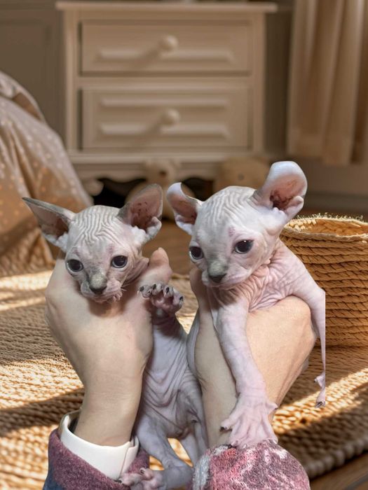 Канадски сфинкс и елф