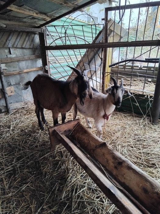 1 теке, 3 ешкi,боаз