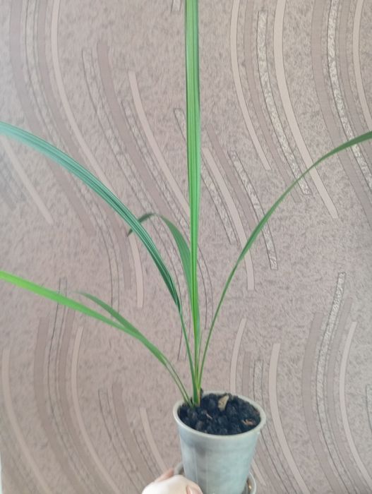 Продам финиковую пальму