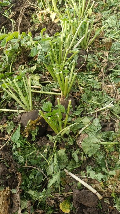 Ridichi negre calitate extra