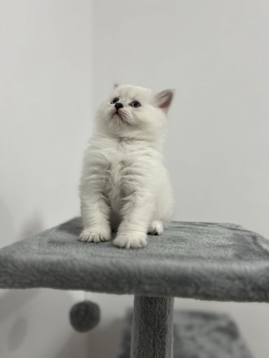 Pisicuțe de 6 săptămâni – jucăușe și foarte dragute