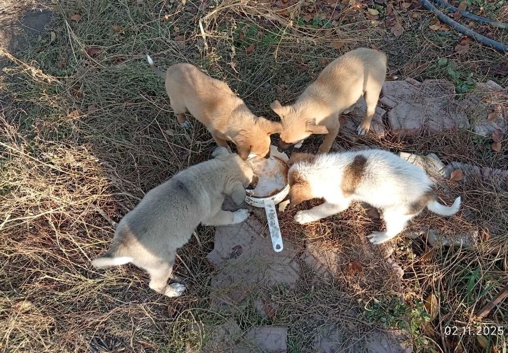 Щенки бесплатно пристроим в добрые руки