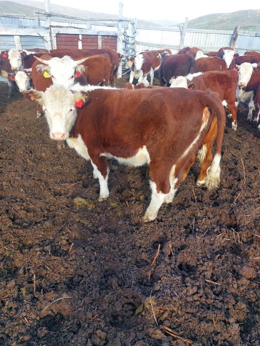 Продам телок белоголовые количество 31 голов