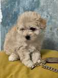 Maltipoo tip F1. Crem/Semi Roscat. MINI TOY! Talie mica