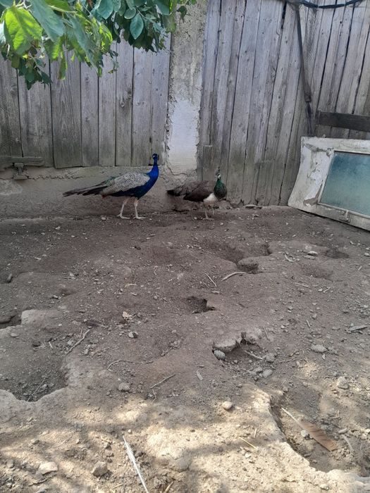 Vând familie păuni