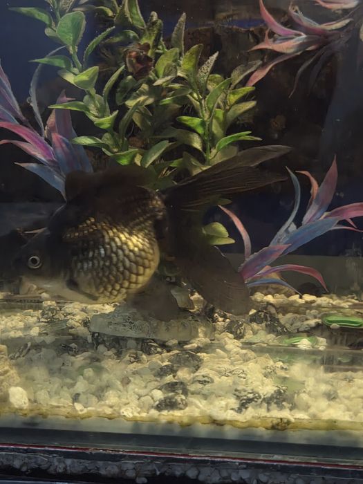 Balqlar sotladi srochna 150 mingdan