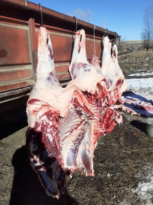 Сиыр Еті Сатылады!