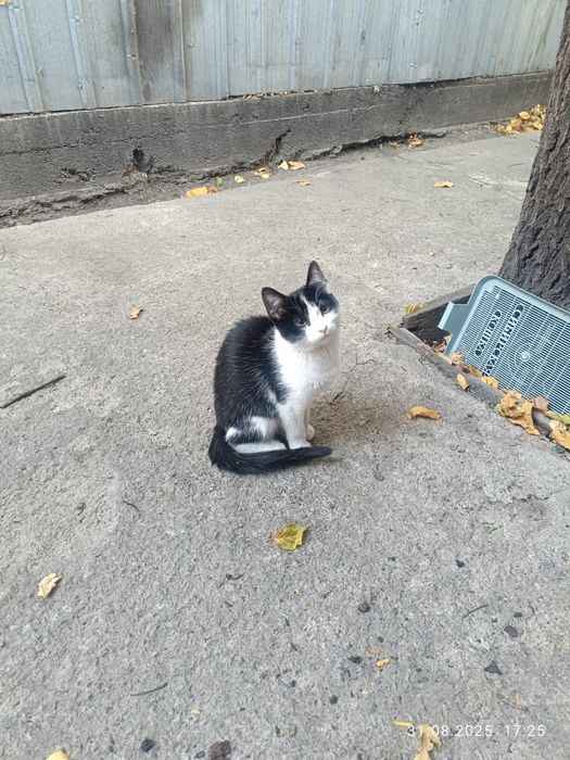 Бесплатно отдам котенок