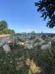 Bale de sugag dor tinerete