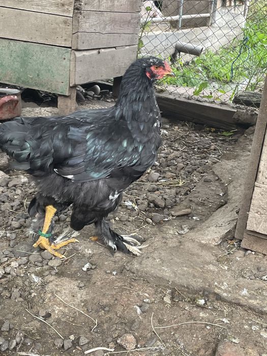 Brahma bobat pe negru
