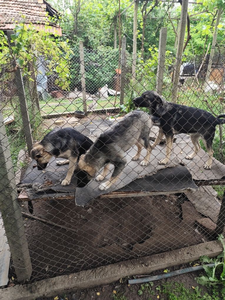 Подаряваме кученца