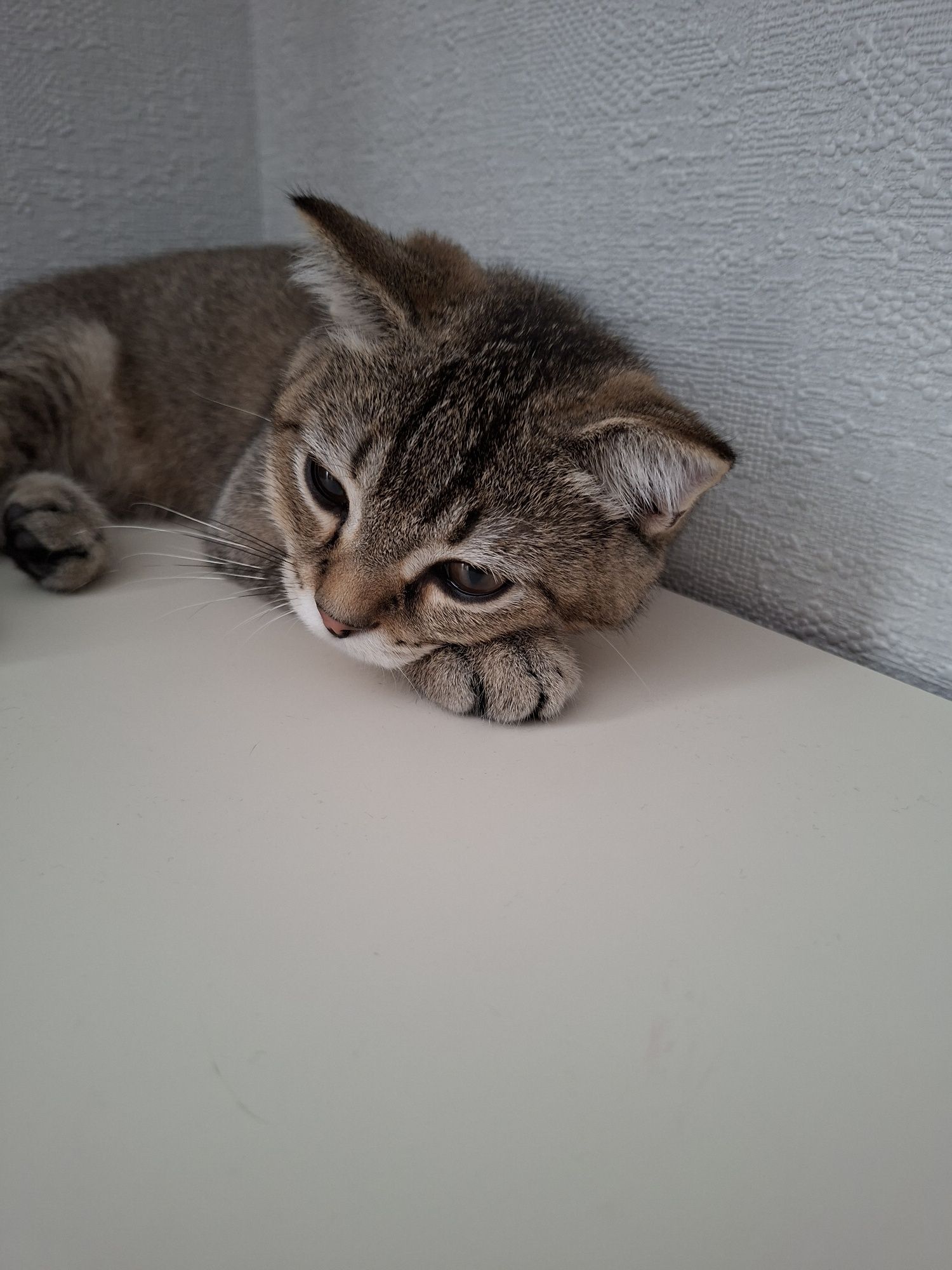 Продаю котёнка шиншилла