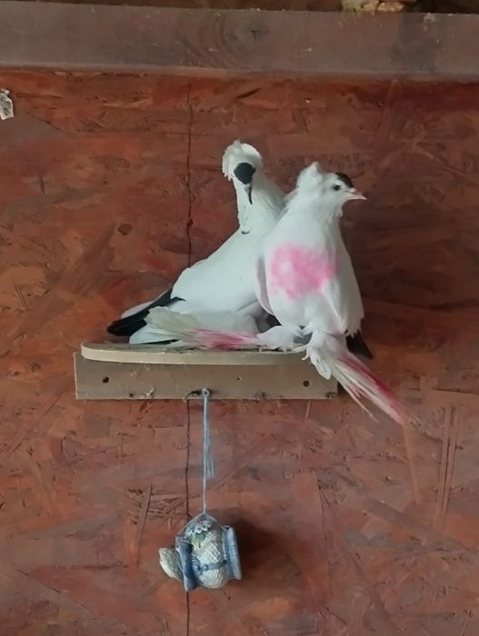 Rândunele de saxonia