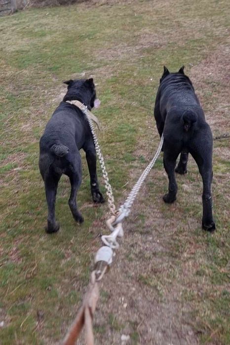 Кане корсо женска