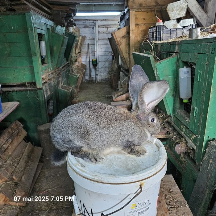 Pui uriaș belgian gri