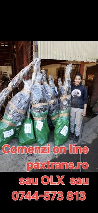 Aluni pe rod.Castan comestibil Trandafir dulceata.Paulownia.Afin.>RO