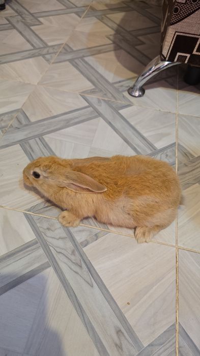 Продам кроликов  возраст разный