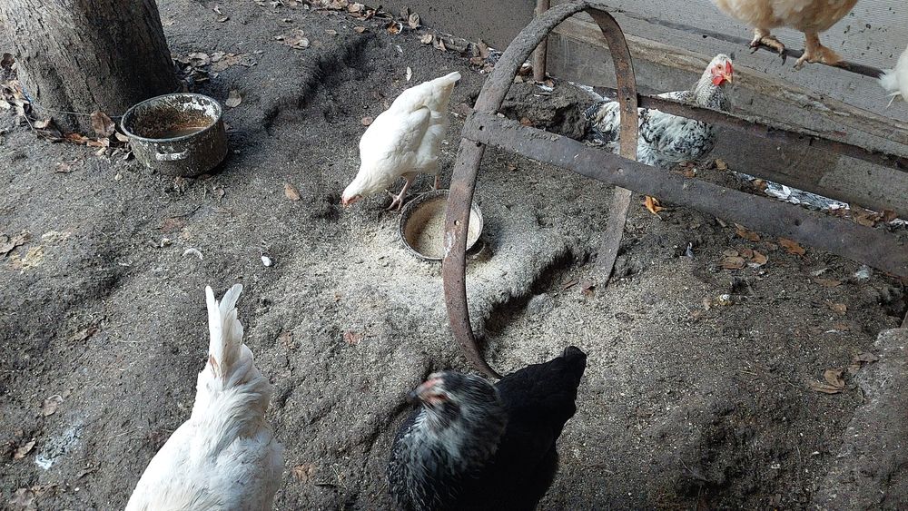 Vand ,gaini,puicute și cocosi tineri