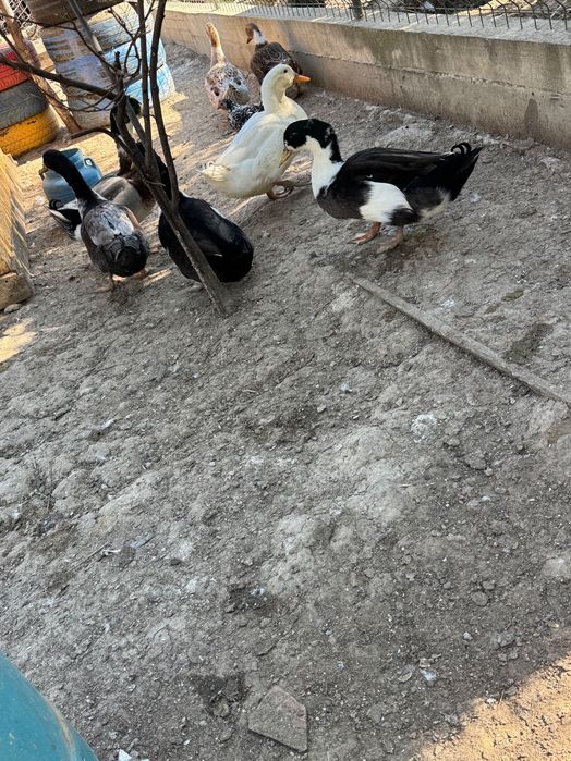 Vând rate de ouă
