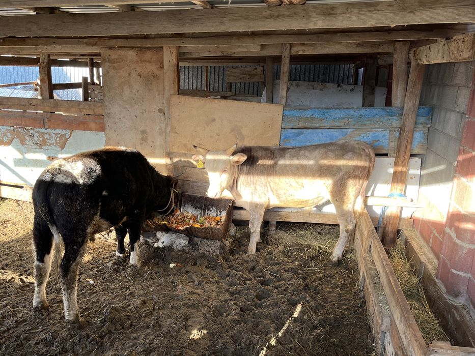 Басбақтар сатылады