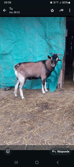 Vând țap alpin francez