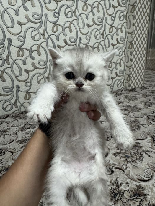 Seribirsti shinshila 2oyli qiz