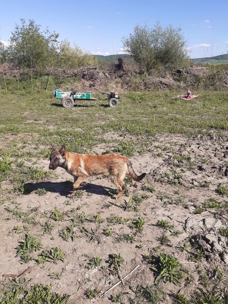 Vând Ciobānesc Belgian Malinois