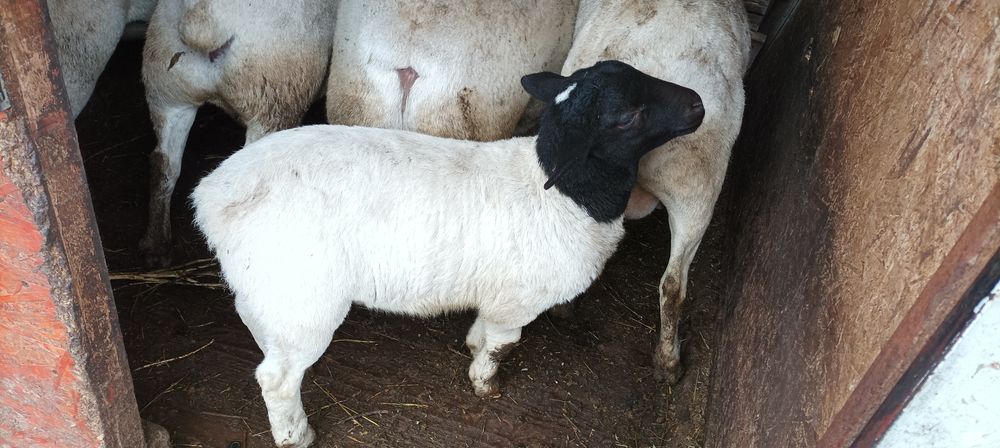 Vând berbecuți dorper 2 luni