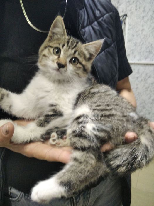 Отдам котенка в хорошие руки!
