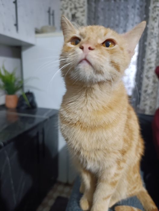 Отдаем котов в добрые руки