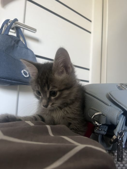 Отдам котенка в добрые руки