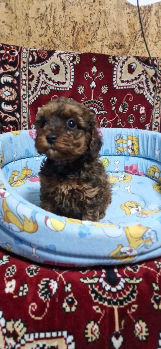 Puiuti CAVAPOO foarte jucausi si iubitori