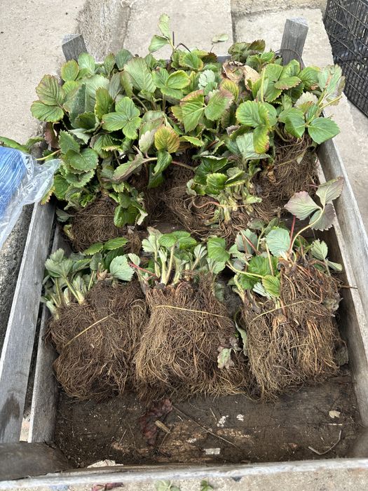 Предлагам висококачествен разсд ягоди