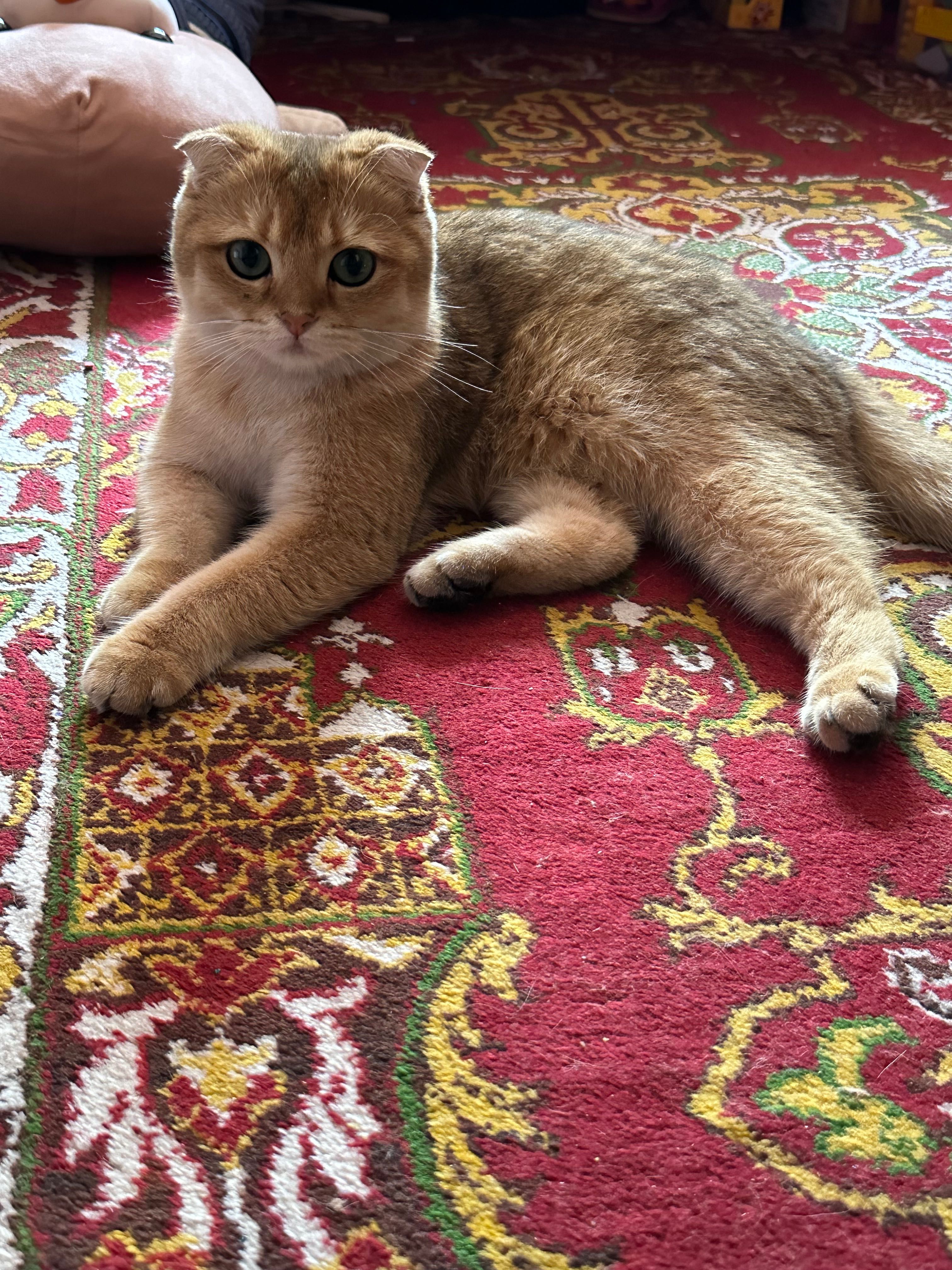 Продается Кошка Скотишфолд голд