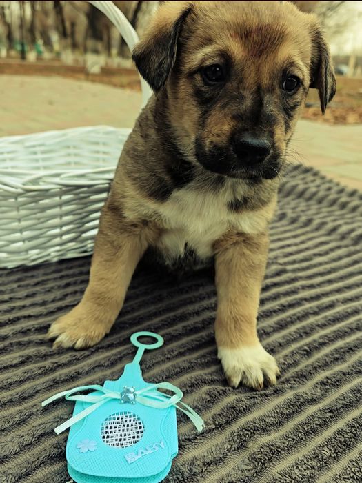 Щенки в добрые руки