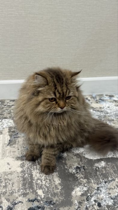 британская длинношерстная кошка.