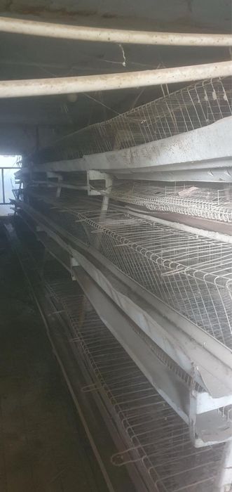 Katak tovuqlar uchun