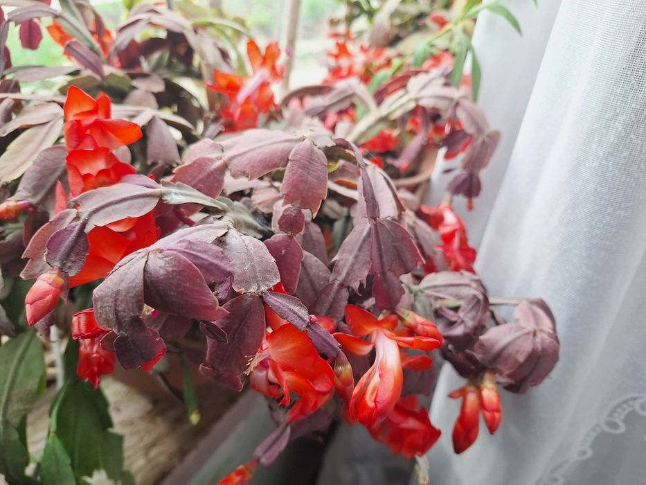 Цветя различни видове