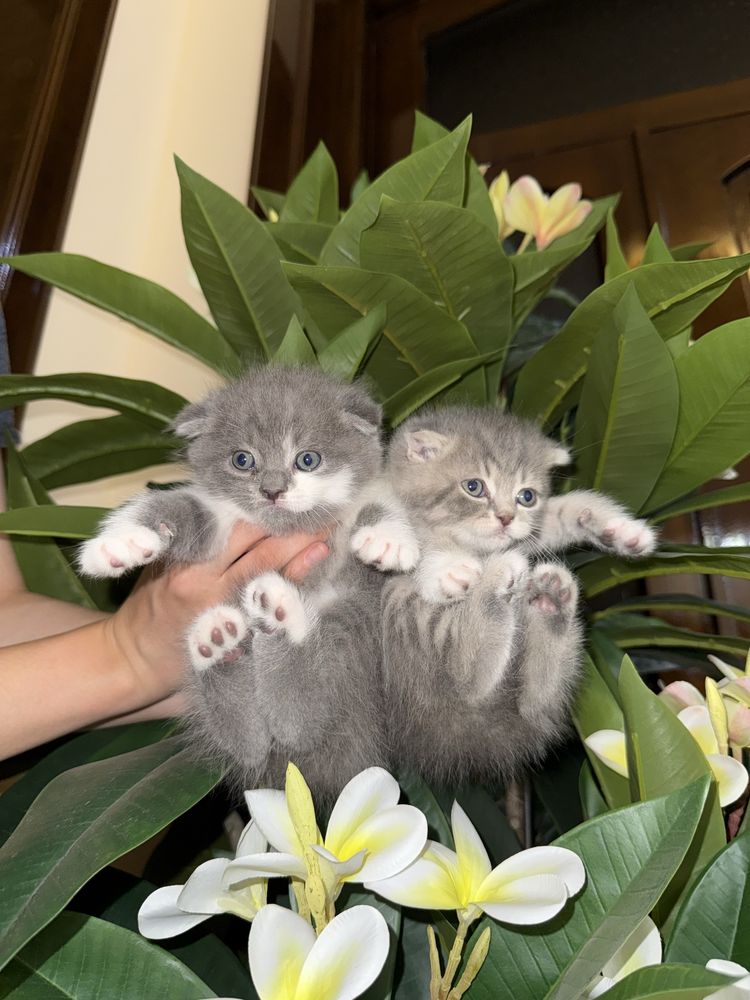 Скотиш фолд девочки
