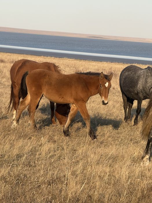Сатам жабагы оптом 100 бас