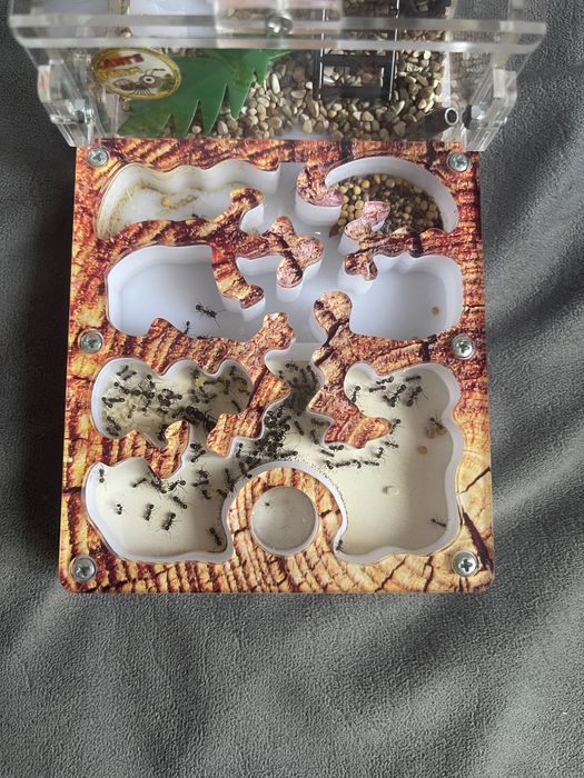 Муравьиная ферма