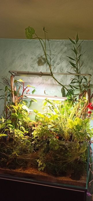 Amenajare acvarii și intretinere