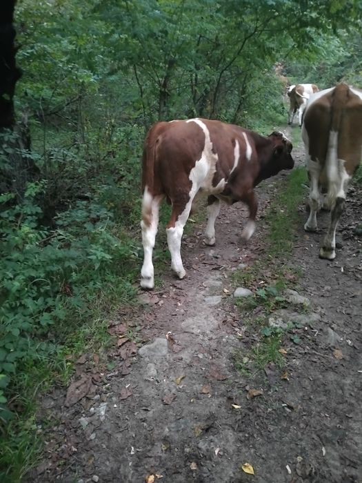 Vitel Baltata Românească de vanzare