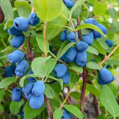 Plante Coacaz Aronia Afin