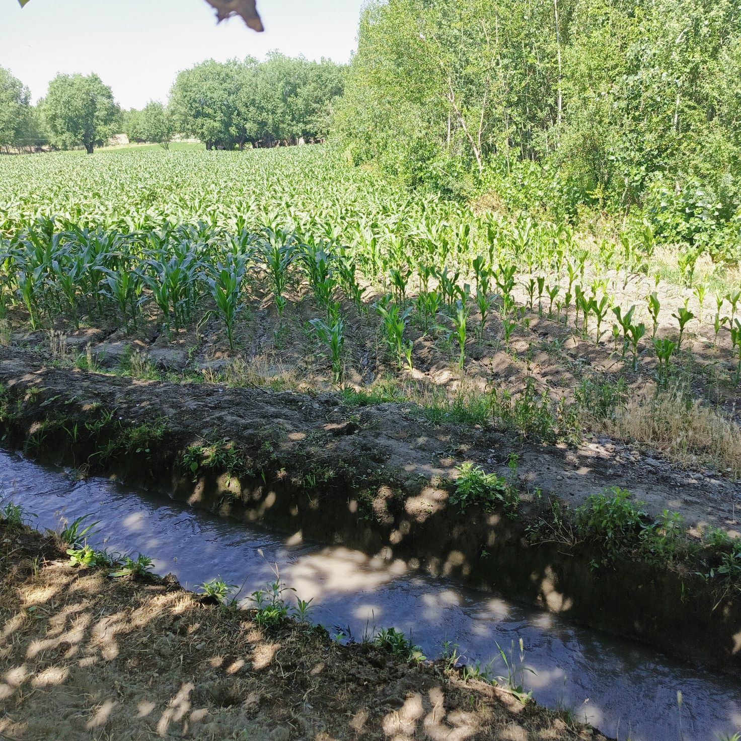 Участок 20 соток